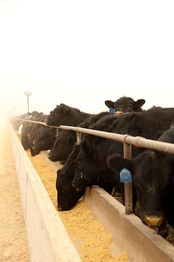 Black Angus